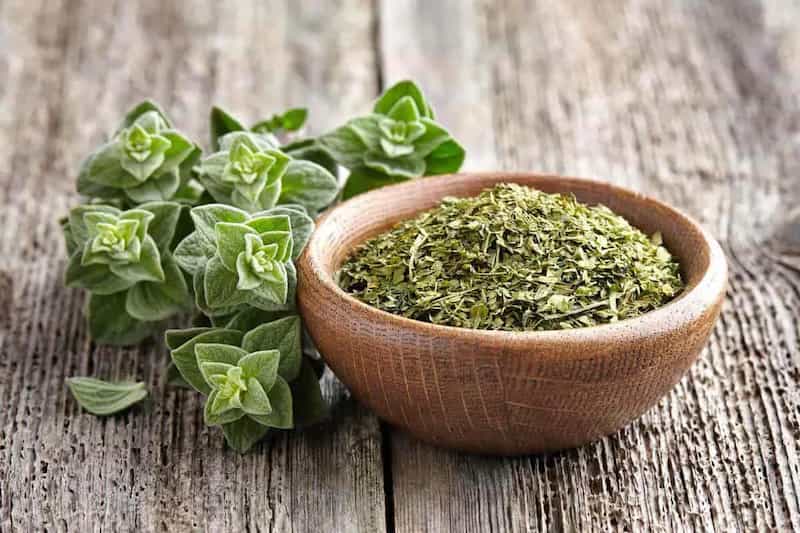 تصویر 1 از آویشن گیاهی کوهستانی برداشت شده از ارتفاعات